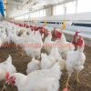 China Manufacturer Double Outlet Chicken Drinking Hanging Chickens Cups Nipple Drinker Poultry Water Ball Value Drinker Pet Feeding