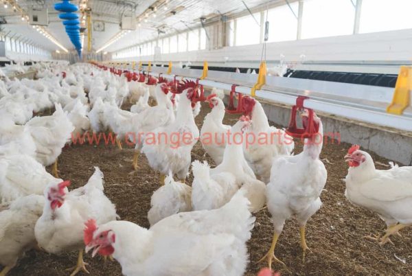 China Manufacturer Double Outlet Chicken Drinking Hanging Chickens Cups Nipple Drinker Poultry Water Ball Value Drinker Pet Feeding